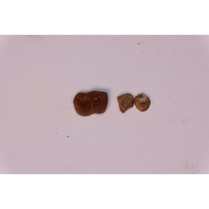 Ocepeia daouiensis - Middle Paleocene  - Oued Zem, MOROCCO