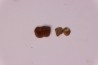 Ocepeia daouiensis - Middle Paleocene - Oued Zem, MAROC