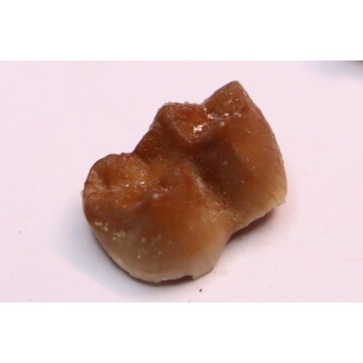 Ocepeia daouiensis - Middle Paleocene - Oued Zem, MAROC