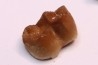 Ocepeia daouiensis - Middle Paleocene - Oued Zem, MAROC