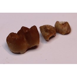 Ocepeia daouiensis - Middle Paleocene - Oued Zem, MAROC