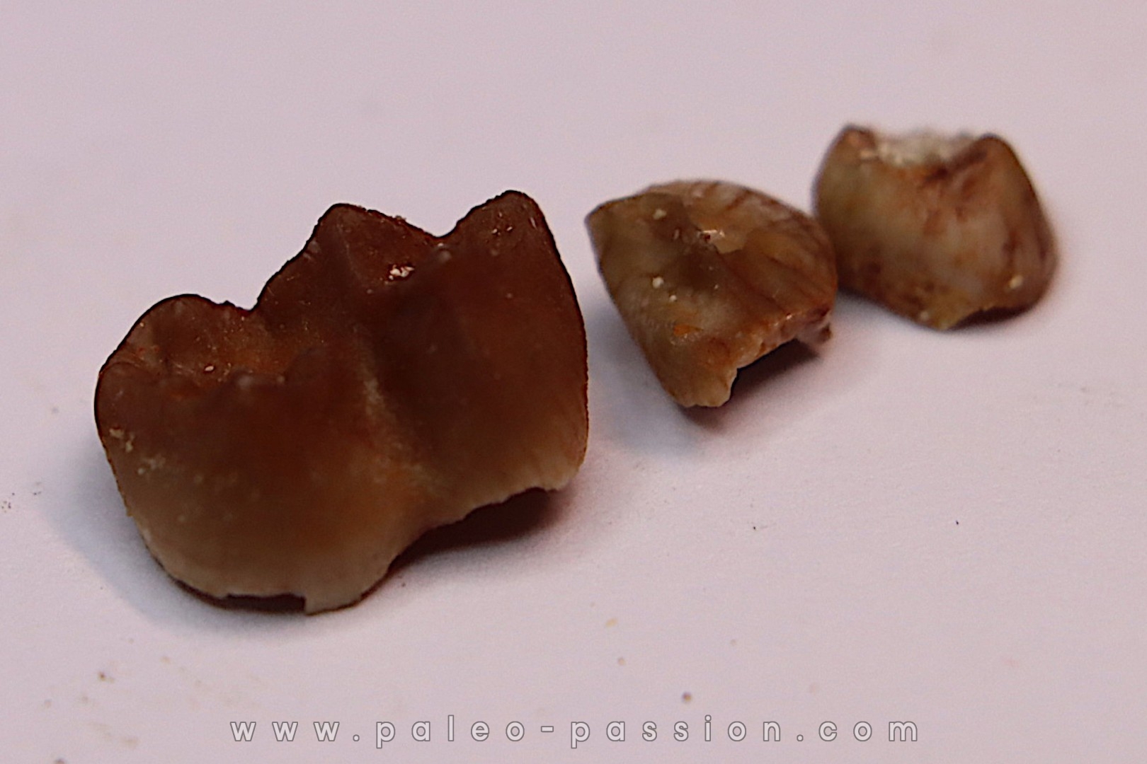 Ocepeia daouiensis - Middle Paleocene - Oued Zem, MOROCCO