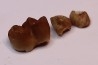 Ocepeia daouiensis - Middle Paleocene - Oued Zem, MAROC