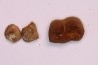 Ocepeia daouiensis - Middle Paleocene - Oued Zem, MOROCCO