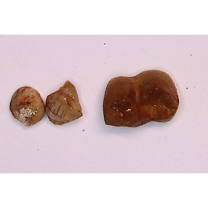 Ocepeia daouiensis - Middle Paleocene  - Oued Zem, MOROCCO