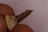 Dent rostrale de poisson scie PATHOLOGIQUE : Onchopristis numidus