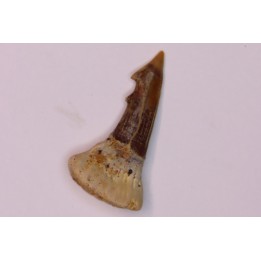 sawFishTOOTH : PATHOLOGIC - Onchopristis numidus