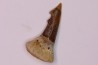 sawFishTOOTH : PATHOLOGIC - Onchopristis numidus
