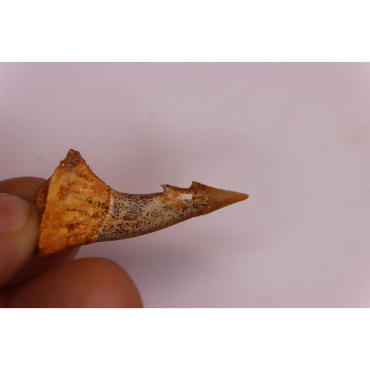 Dent rostrale de poisson scie PATHOLOGIQUE : Onchopristis numidus