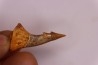 Dent rostrale de poisson scie PATHOLOGIQUE : Onchopristis numidus