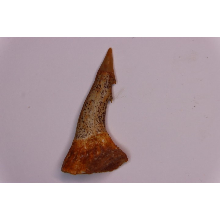 Dent rostrale de poisson scie PATHOLOGIQUE : Onchopristis numidus
