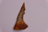 Dent rostrale de poisson scie PATHOLOGIQUE : Onchopristis numidus