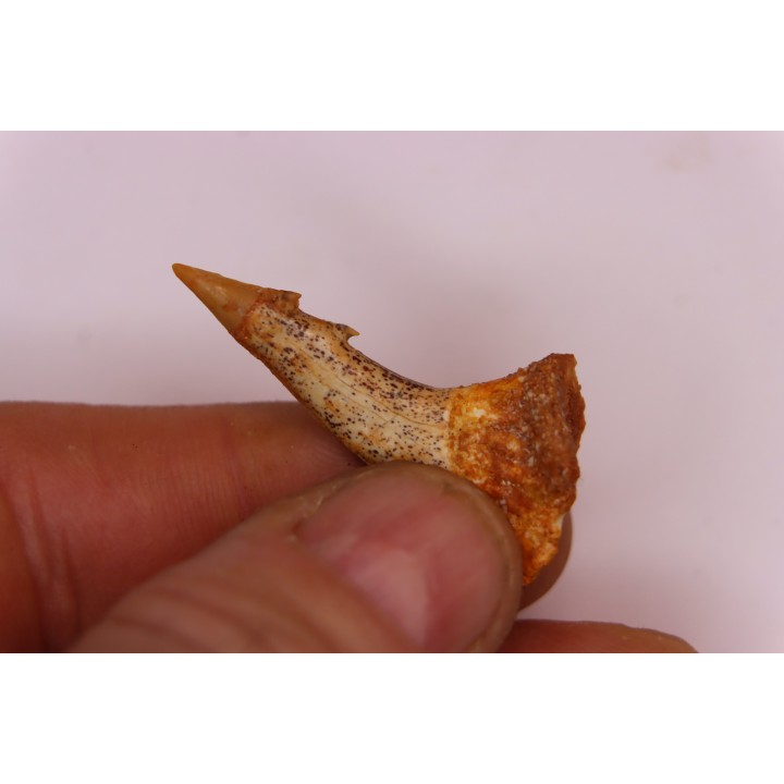 Dent rostrale de poisson scie PATHOLOGIQUE : Onchopristis numidus
