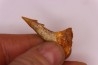 Dent rostrale de poisson scie PATHOLOGIQUE : Onchopristis numidus