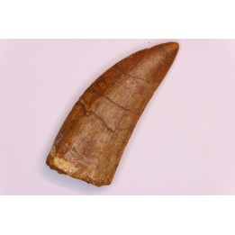 dent de dinosaure: Carcharodontosaurus saharicus - CENOMANIEN - Kem Kem , MAROC