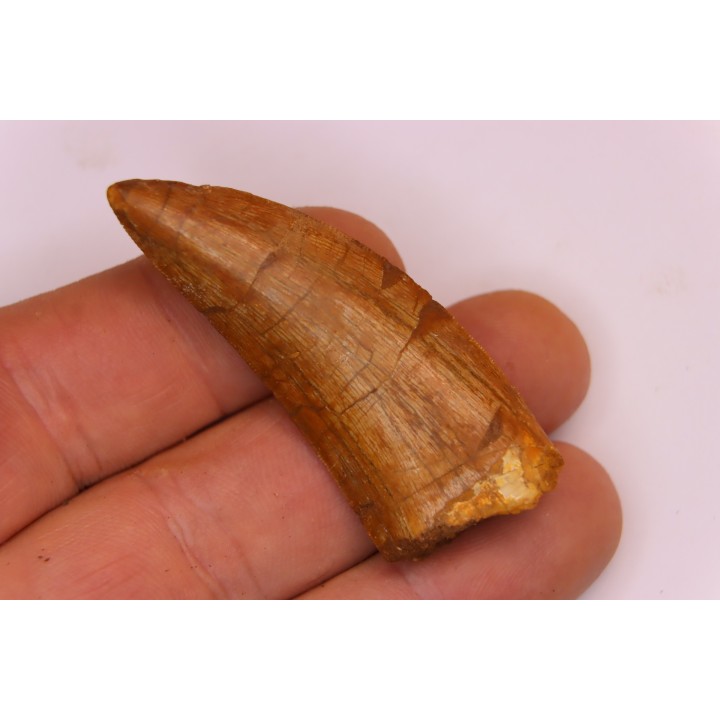 Carcharodontosaurus saharicus
