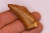 dent de dinosaure: Carcharodontosaurus saharicus - CENOMANIEN - Kem Kem , MAROC