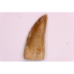 dent de dinosaure: Carcharodontosaurus saharicus - CENOMANIEN - Kem Kem , MAROC