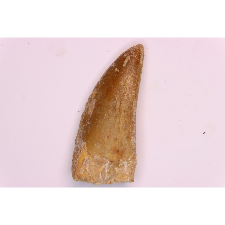 Carcharodontosaurus saharicus