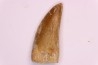 dent de dinosaure: Carcharodontosaurus saharicus - CENOMANIEN - Kem Kem , MAROC
