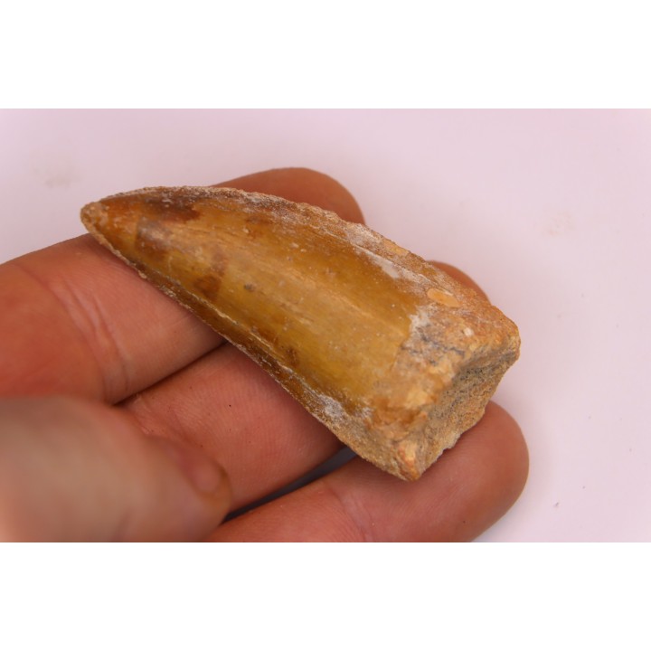 dent de dinosaure: Carcharodontosaurus saharicus - CENOMANIEN - Kem Kem , MAROC