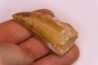 Carcharodontosaurus saharicus