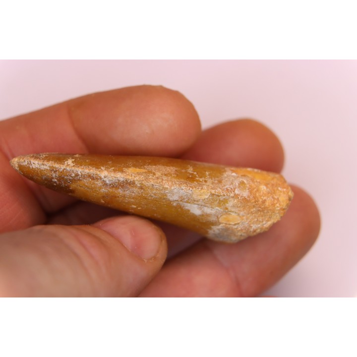 Carcharodontosaurus saharicus