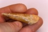 dent de dinosaure: Carcharodontosaurus saharicus - CENOMANIEN - Kem Kem , MAROC