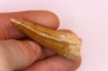 dent de dinosaure: Carcharodontosaurus saharicus - CENOMANIEN - Kem Kem , MAROC