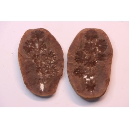 Nodule de fougère: Annularia sphenophylloides - carbonifère - Mazon creek - Essex, - Illinois - USA