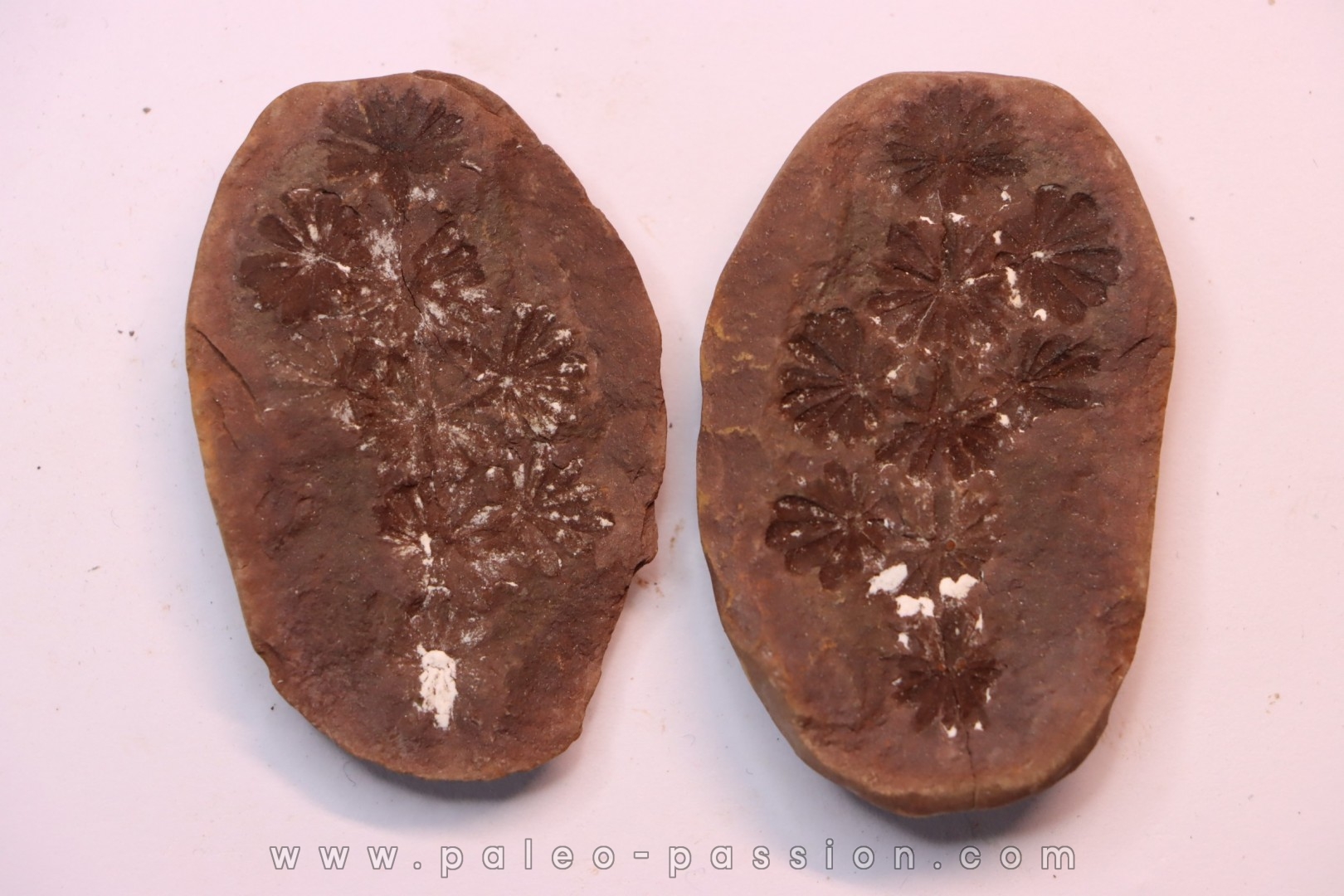 Annularia sphenophylloides - carboniferous - Mazon creek - Essex, - Illinois - USA
