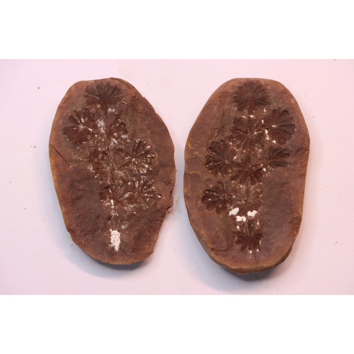 Annularia sphenophylloides  - carboniferous - Mazon creek - Essex, - Illinois - USA