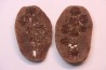 Nodule de fougère: Annularia sphenophylloides - carbonifère - Mazon creek - Essex, - Illinois - USA