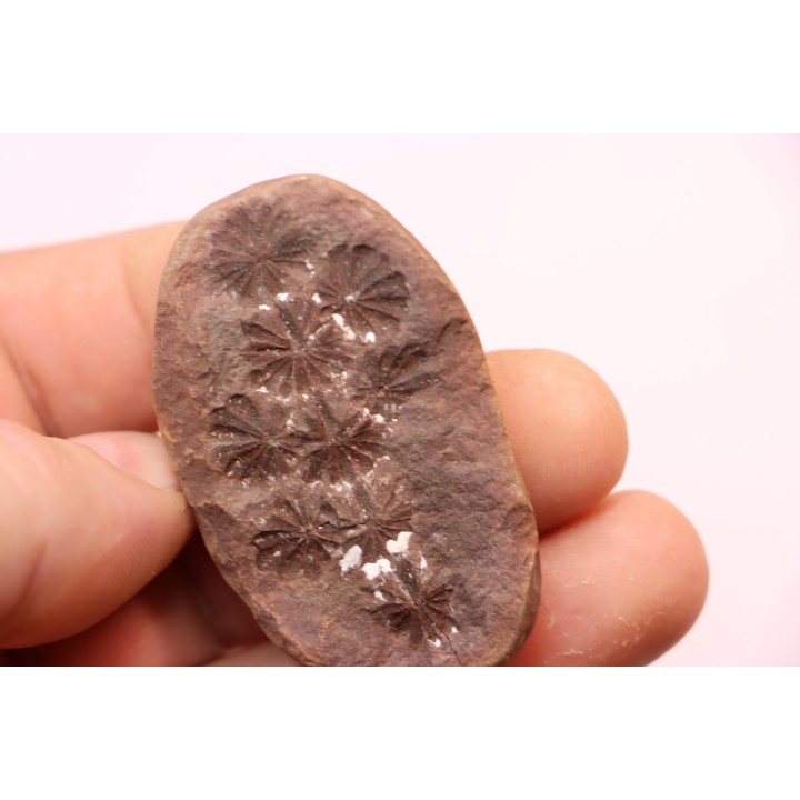 Annularia sphenophylloides  - carboniferous - Mazon creek - Essex, - Illinois - USA