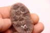 Nodule de fougère: Annularia sphenophylloides - carbonifère - Mazon creek - Essex, - Illinois - USA