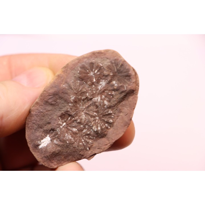 Nodule de fougère: Annularia sphenophylloides - carbonifère - Mazon creek - Essex, - Illinois - USA