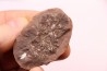 Nodule de fougère: Annularia sphenophylloides - carbonifère - Mazon creek - Essex, - Illinois - USA