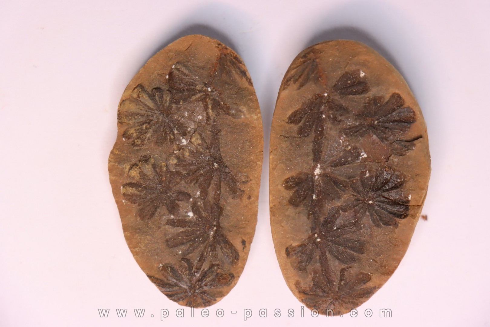 Nodule de fougère: Annularia sphenophylloides - carbonifère - Mazon creek - Essex, - Illinois - USA