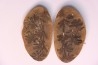 Nodule de fougère: Annularia sphenophylloides - carbonifère - Mazon creek - Essex, - Illinois - USA