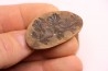 Annularia sphenophylloides - carboniferous - Mazon creek - Essex, - Illinois - USA