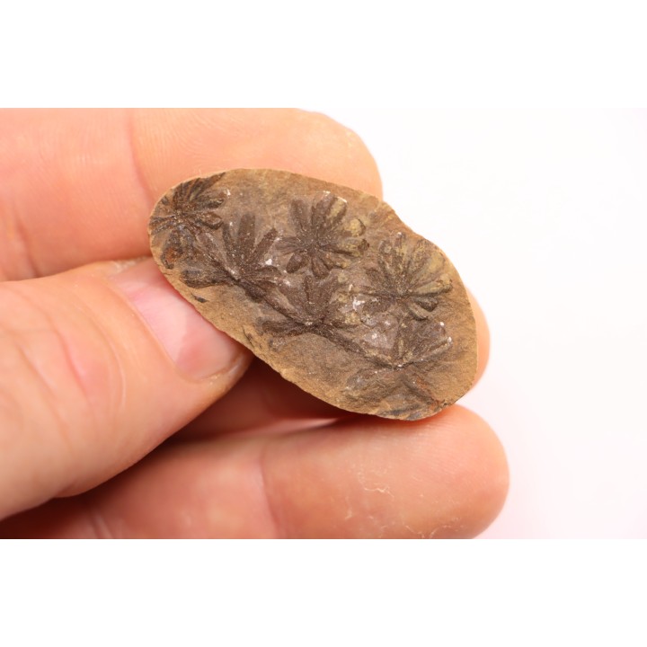 Annularia sphenophylloides  - carboniferous - Mazon creek - Essex, - Illinois - USA