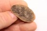 Annularia sphenophylloides - carboniferous - Mazon creek - Essex, - Illinois - USA