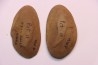 Annularia sphenophylloides - carboniferous - Mazon creek - Essex, - Illinois - USA