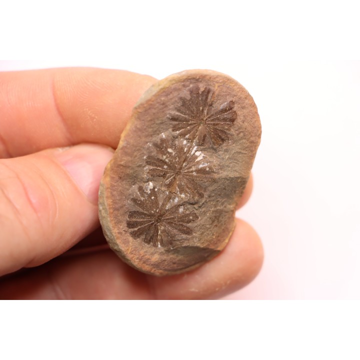 Nodule de fougère: Annularia sphenophylloides - carbonifère - Mazon creek - Essex, - Illinois - USA