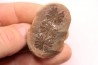 Nodule de fougère: Annularia sphenophylloides - carbonifère - Mazon creek - Essex, - Illinois - USA