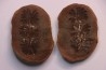 Nodule de fougère: Annularia sphenophylloides - carbonifère - Mazon creek - Essex, - Illinois - USA