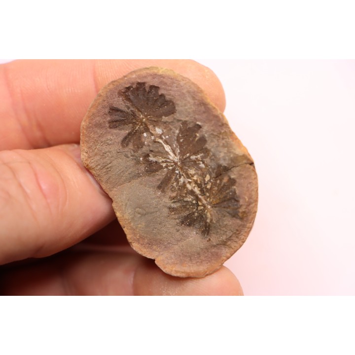 Annularia sphenophylloides  - carboniferous - Mazon creek - Essex, - Illinois - USA