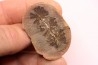 Nodule de fougère: Annularia sphenophylloides - carbonifère - Mazon creek - Essex, - Illinois - USA