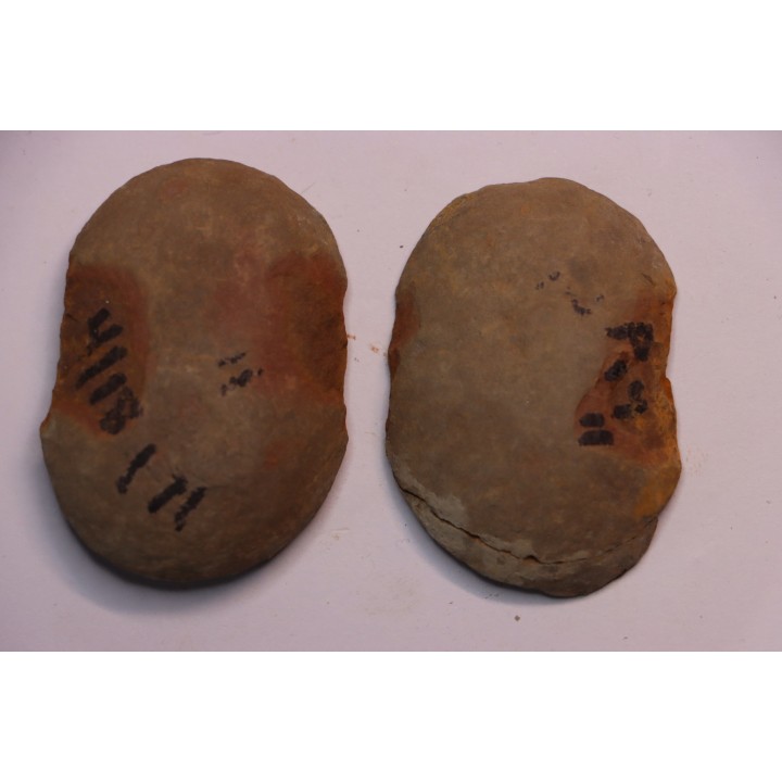 Annularia sphenophylloides  - carboniferous - Mazon creek - Essex, - Illinois - USA