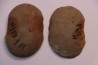 Nodule de fougère: Annularia sphenophylloides - carbonifère - Mazon creek - Essex, - Illinois - USA